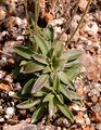 Stumpfblättriger Mannsschild - Androsace obtusifolia All.
