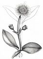 Mountain Arnica - Arnica montana L.