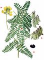 Mountain Lentil - Astragalus penduliflorus Lam.