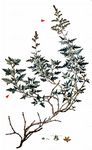 Tataren-Melde - Atriplex tatarica L. 