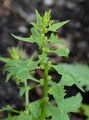 Strawberry Goosefoot - Blitum virgatum L.
