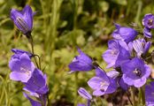 Broad-Leaved Harebell - Campanula rhomboidalis L.