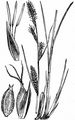 Faden-Segge - Carex lasiocarpa Ehrh.