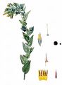 Lesser Honeywort - Cerinthe minor L.