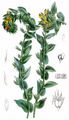 Lesser Honeywort - Cerinthe minor L.
