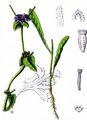 Endive - Cichorium endivia L.