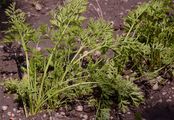 Wild Carrot - Daucus carota L. 