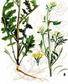 Hairy Rocket - Erucastrum gallicum (Willd.) O. E. Schulz