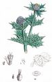 Sea-Holly - Eryngium maritimum L.