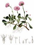 Herzblättrige Kugelblume - Globularia cordifolia L. 