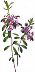 Schmalblättrige Lorbeerrose - Kalmia angustifolia L. 