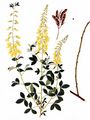 Black Broom - Lembotropis nigricans (L.) Griseb.