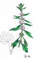 Echtes Herzgespann - Leonurus cardiaca L.