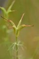 Nigella - Nigella arvensis L.