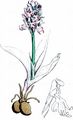 Affen-Knabenkraut - Orchis simia Lam.