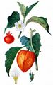 Japanese-Lantern - Physalis alkekengi L.