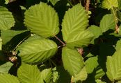 Brombeeren - Rubus subg. Rubus 