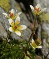 Saxifraga bryoides (Moos-Steinbrech) - weiße Blüten mit orangen Punkten