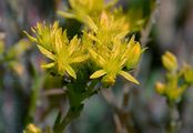 Felsen-Fetthenne - Sedum rupestre L.