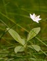Chickweed-Wintergreen - Trientalis europaea L.
