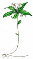 Chickweed-Wintergreen - Trientalis europaea L.
