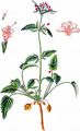 Three-Leaved Valerian - Valeriana tripteris L.