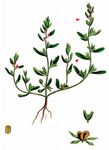 Fremder Ehrenpreis - Veronica peregrina L. 