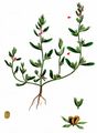 American Speedwell - Veronica peregrina L.