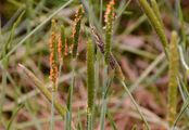 Orange Foxtail - Alopecurus aequalis Sobol.