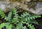 Rustyback - Asplenium ceterach L.