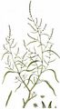 Strand-Melde - Atriplex littoralis L.