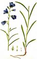 Peach-Leaved Bellflower - Campanula persicifolia L.