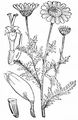 Yellow Chamomile - Cota tinctoria (L.) J. Gay