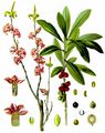 Gewöhnlicher Seidelbast - Daphne mezereum L.