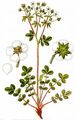 Rock Cinquefoil - Drymocallis rupestris (L.) Soják