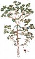 Sickle Spurge - Euphorbia falcata L.