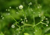 Waldmeister - Galium odoratum (L.) Scop.