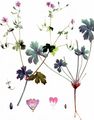 Hedgerow Crane's-Bill - Geranium pyrenaicum Burm. f.