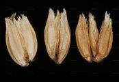 Arktisches Rauhes Mariengras - Hierochloë odorata (L.) P. Beauv.