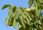 Walnut - Juglans regia L.