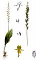 Einblattorchis - Malaxis monophyllos (L.) Sw.