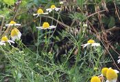Echte Kamille - Matricaria chamomilla L.