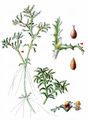 Holly-Leaved Naiad - Najas marina L.