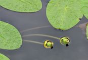 Yellow Water-Lily - Nuphar lutea (L.) Sm.