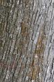 Hop Hornbeam - Ostrya carpinifolia Scop.