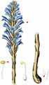 Wormwood Broomrape - Phelipanche arenaria (Borkh.) Pomel