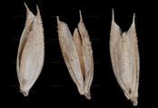 Steppen-Lieschgras - Phleum phleoides (L.) H. Karst.