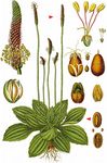 Mittel-Wegerich - Plantago media L. 
