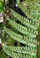 Soft Shield-Fern - Polystichum setiferum (Forssk.) Woyn.