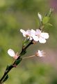 Cherry Plum - Prunus cerasifera Ehrh.